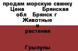 продам морскую свинку › Цена ­ 700 - Брянская обл., Брянск г. Животные и растения » Грызуны и Рептилии   . Брянская обл.